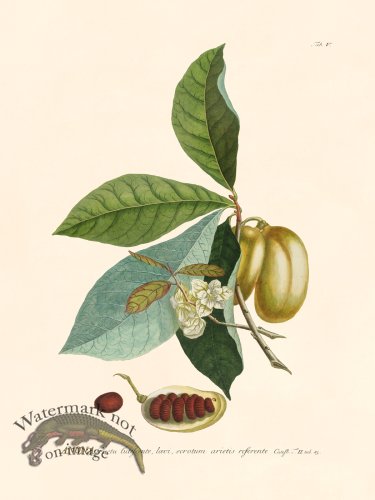 (image for) Trew Botanical 05