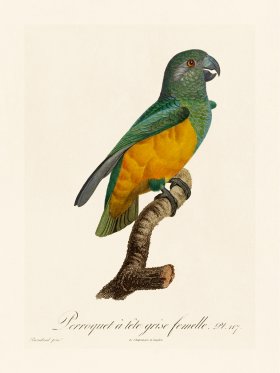 Barraband Parrot 117