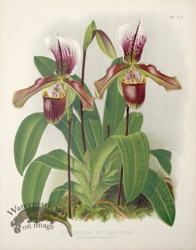 (image for) Linden Orchids 02