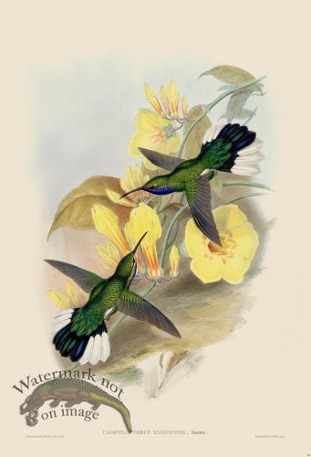 (image for) Gould Hummingbird 046