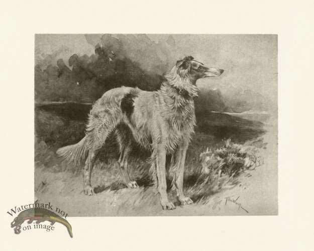 (image for) Modern Dogs 03