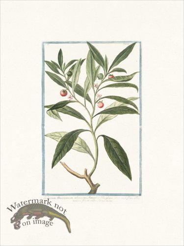 (image for) Bonelli 159 Nightshade