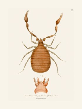 085 Phalangium Cancroid