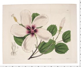 Curtis Botanical 071