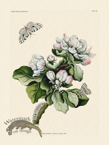 (image for) Wilkes Butterflies 048