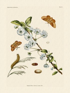 Wilkes Butterflies 092