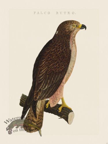 (image for) Nozeman Bird 107