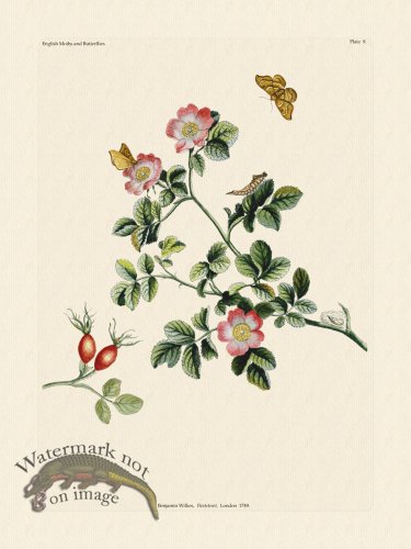 (image for) Wilkes Butterflies 009