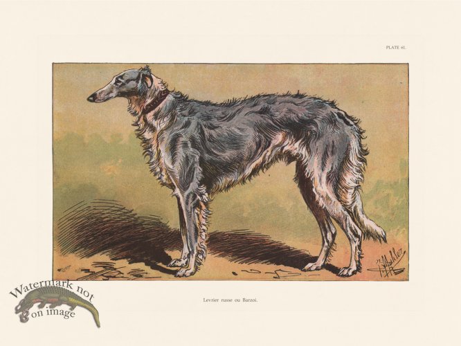 (image for) Les Chiens 061