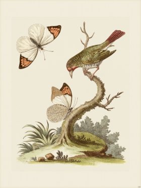 Edwards 128 Green Coldfinch