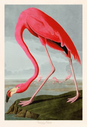Audubon 431 Pink Flamingo BlueSky