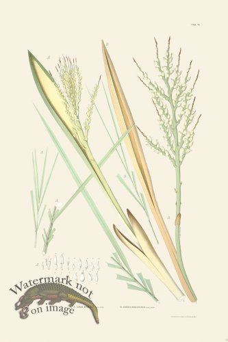 (image for) Rodrigues Palm Front 058