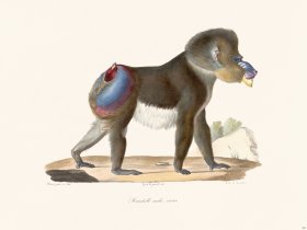 Cuvier 321 Mandrill Male Virux
