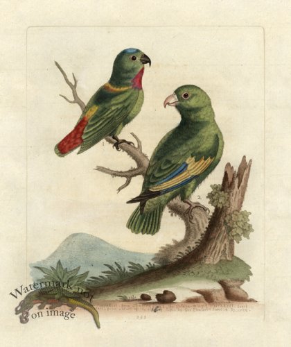 (image for) Edwards Parrot 32.jpg