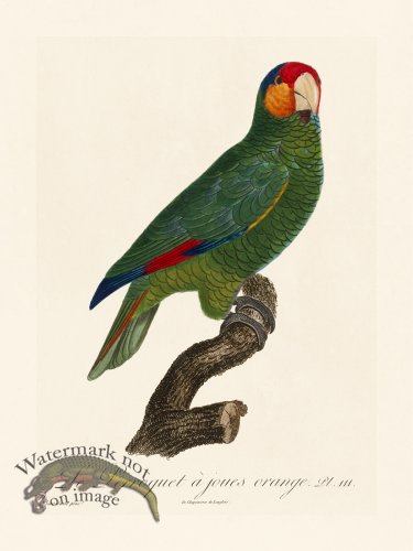 (image for) Barraband Parrot 111