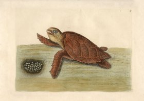 (image for) Hawk Bill Catesby
