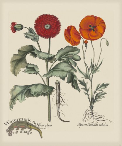 (image for) Besler 290 Colored B2