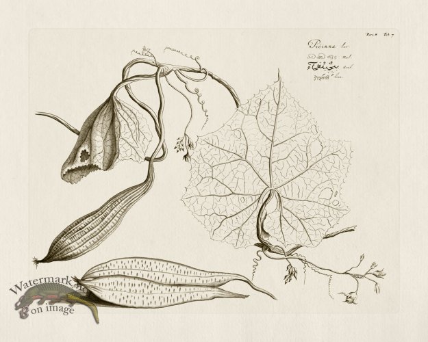 (image for) HORTUS VOl 08 07