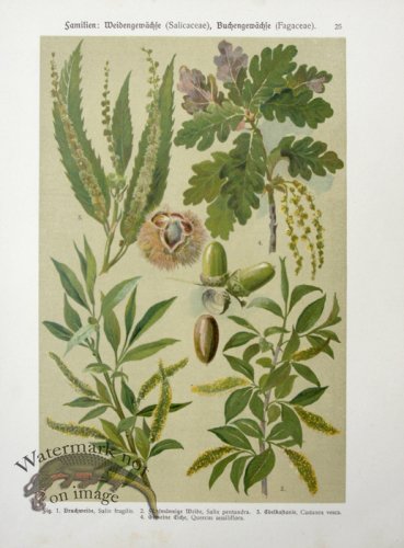 Botanical Atlas 1911 06