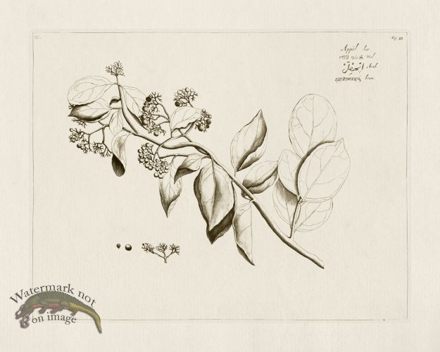 (image for) HORTUS VOL 01 53