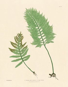 (image for) Bradbury Fern 16