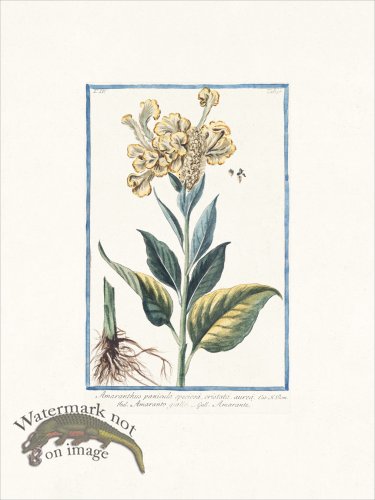 (image for) Bonelli 356 Amaranth