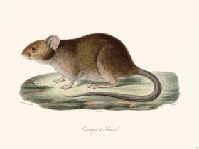 Cuvier 298 Cercomys Of Brazil