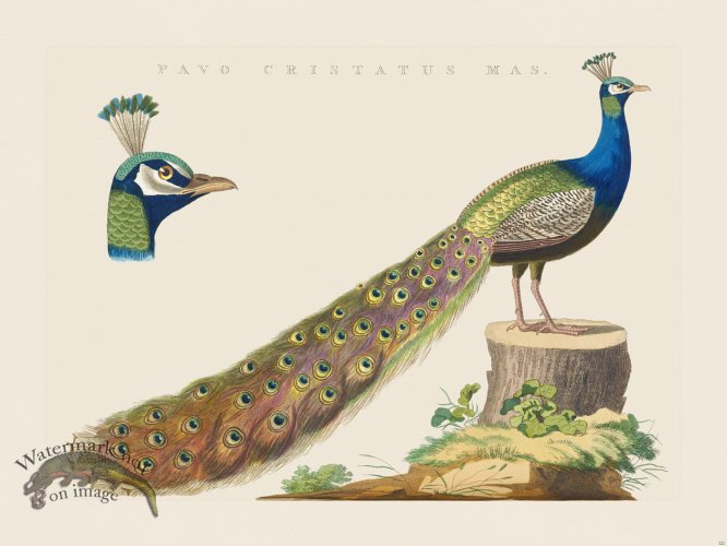 (image for) Nozeman Bird 121