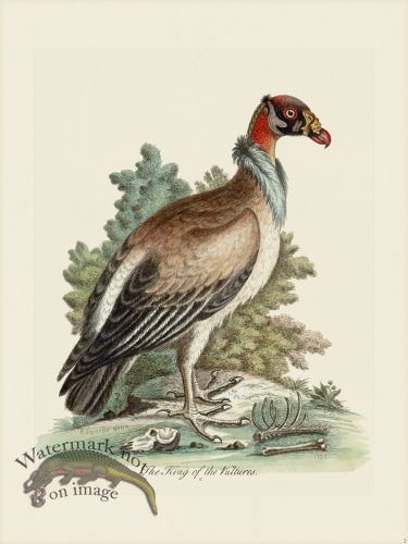 (image for) Edwards 002 King of Vultures