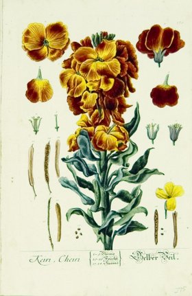 Blackwell German 107