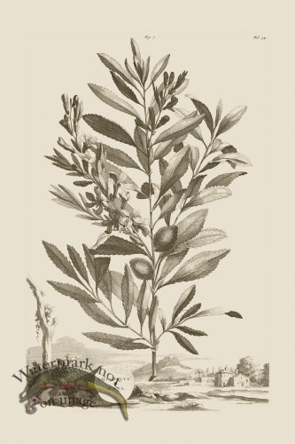 (image for) Abraham Munting 007