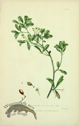 (image for) Philip Miller 084