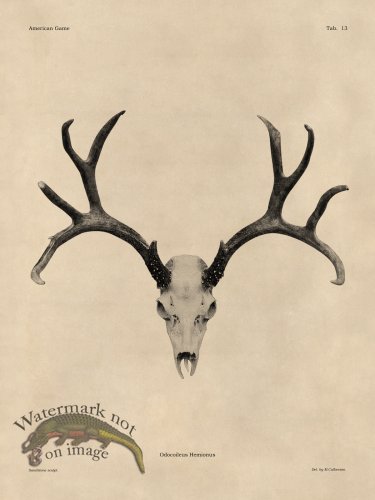 (image for) Tan Bones 13 Mule Deer