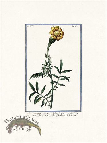 (image for) Bonelli V8 024