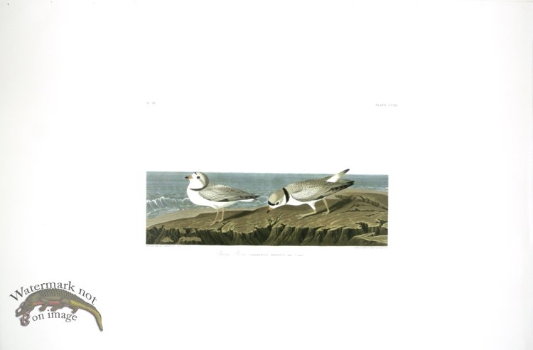 (image for) Piping Plover