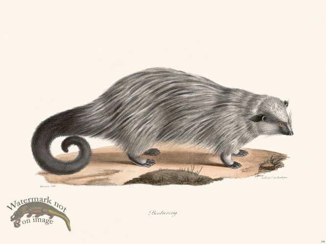 (image for) Cuvier 198