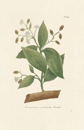 (image for) Weinmann PL 385