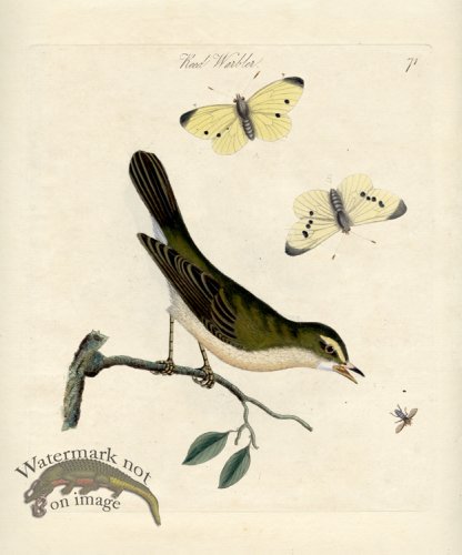 (image for) Reed Warbler