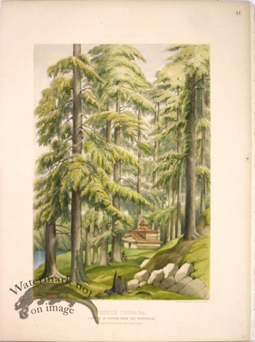 (image for) Lawson Tree 15