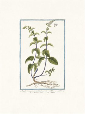 Bonelli 250 Garden mint