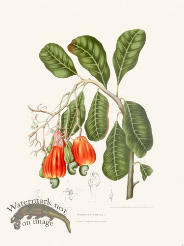 (image for) Horticulture of Java 26