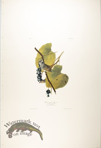 (image for) White Crowned Sparrow