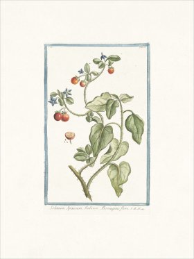 Bonelli 158 Solanum Spinosum