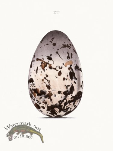 (image for) Oology 13