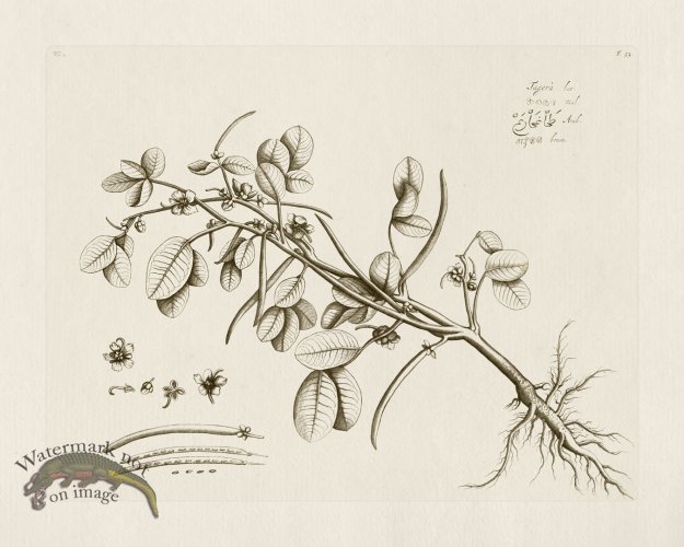 (image for) HORTUS VOL 02 53