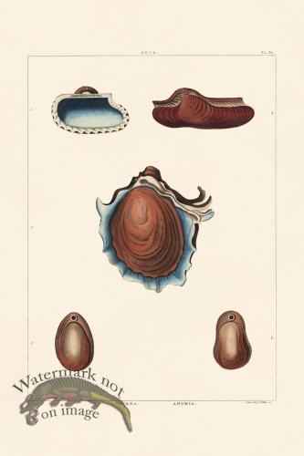 (image for) Perry Shell 60