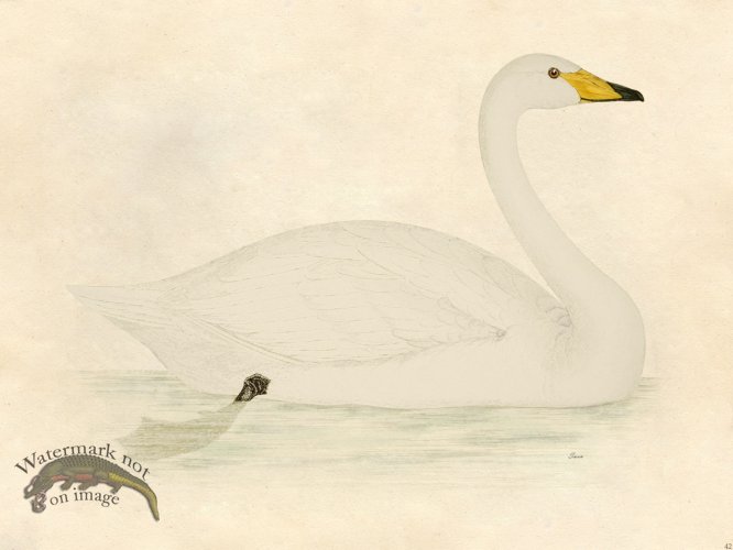(image for) Swan - Tribute Bd 42