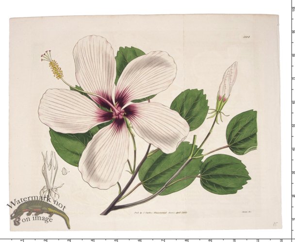 Curtis Botanical 071