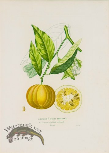 (image for) Poiteau Citrus 08