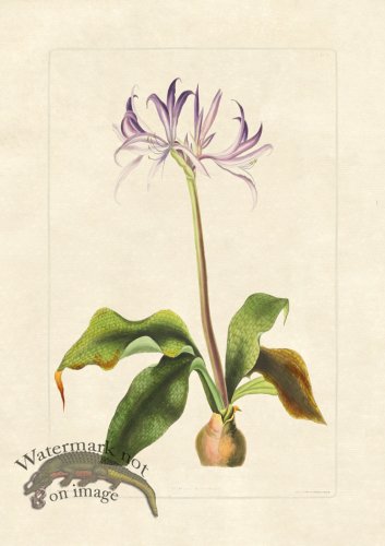 (image for) Edward bury 14